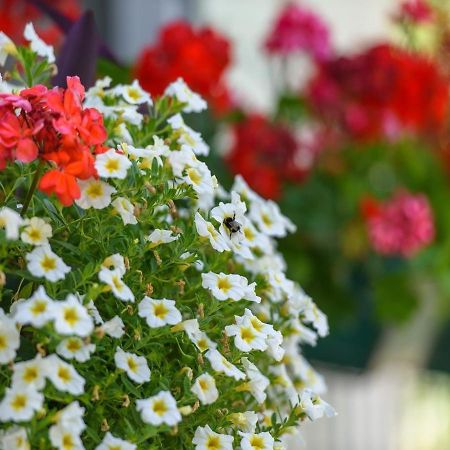 טרוגיר Apartments Beba - Peaceful Location מראה חיצוני תמונה