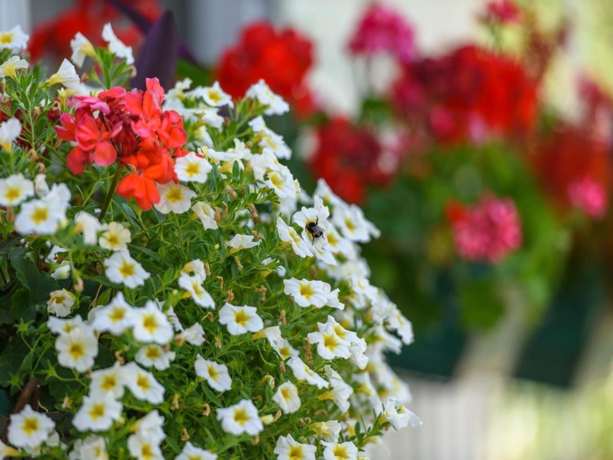 טרוגיר Apartments Beba - Peaceful Location מראה חיצוני תמונה